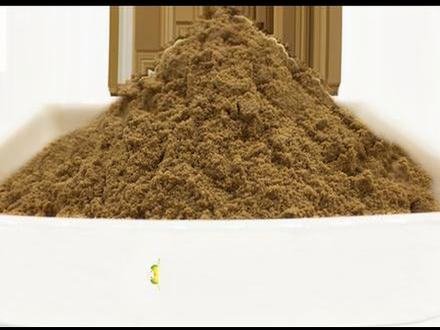 Organic cordyceps extract